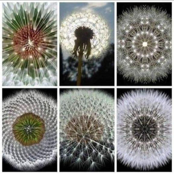 2nd Dandelion pic