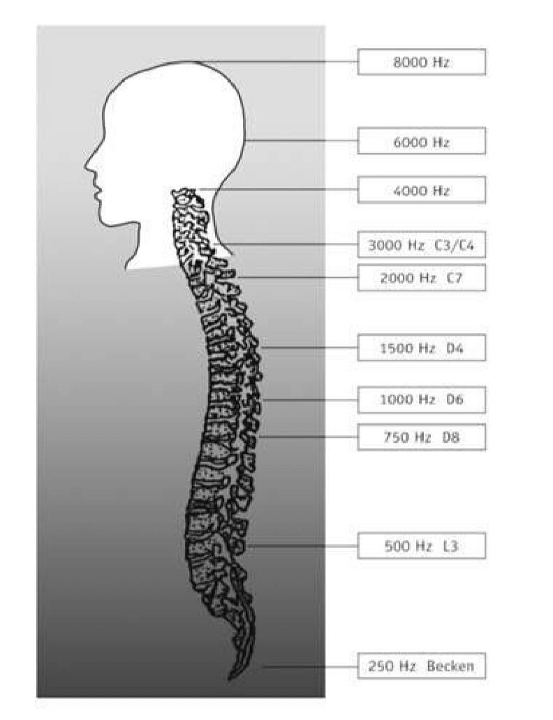 Tomatis Filter Configurations In Relation to the Body System Tomatis Filter Configurations In Relation to the Body System