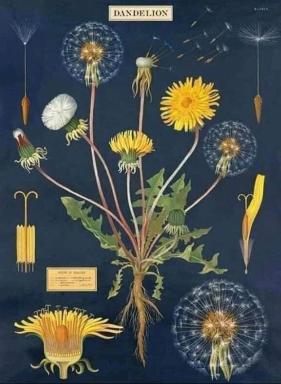 1st Dandelion pic 1